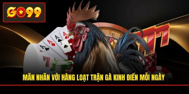 Mãn nhãn với hàng loạt trận gà kinh điển mỗi ngày